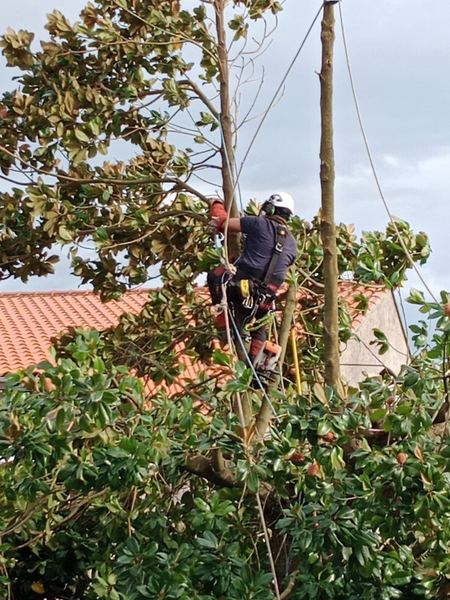 Talo Xardinería podas en altura y tala controlada de árboles